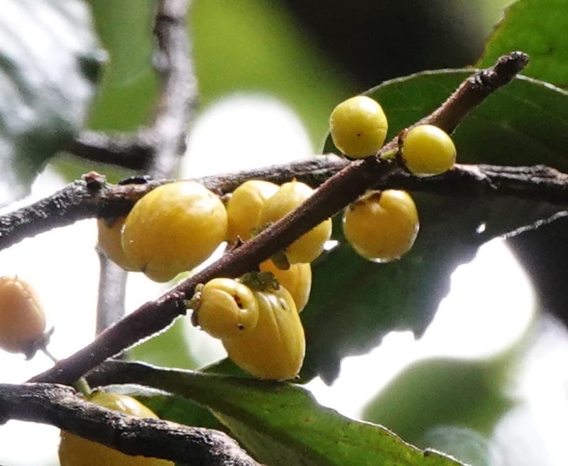 Horsfieldia prainii, D. Boufford 44155--China. Yunnan. Bam Po village. 5 May 2018. DSC02406 (114).JPG