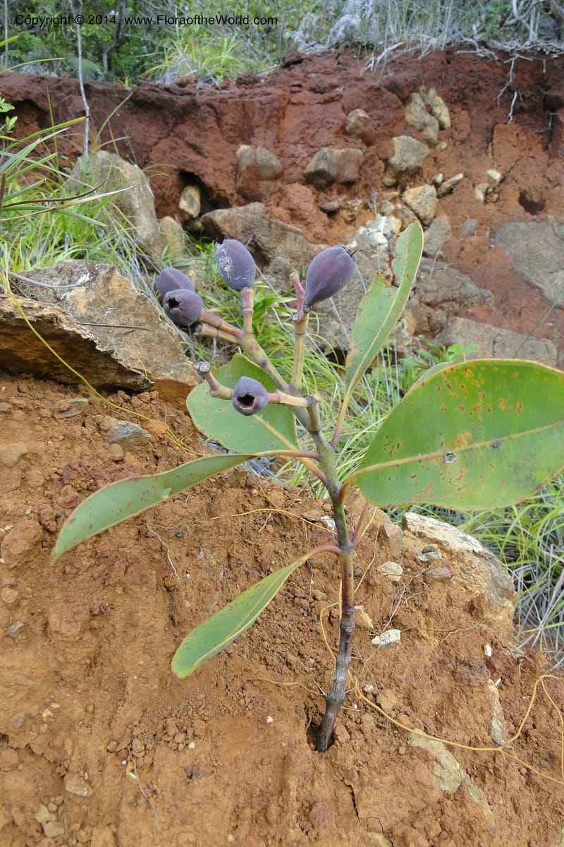 Syzygium kriegeri, J. Munzinger 6591--New Caledonia. Mine St. Louis Boulinda. 18 Feb 2011. 155.jpg
