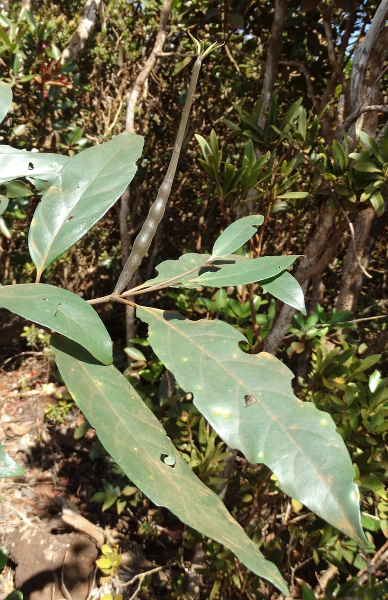 Atractocarpus, Gildas no.--New Caledonia. PinPin. 20 Nov 2015. DSC03938 (562).JPG