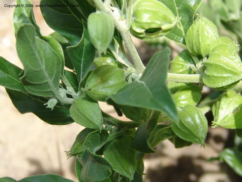 Withania somnifera--So.Africa. E. Cape. R58 SE of Lady Grey.10 Mch 05. 022.jpg