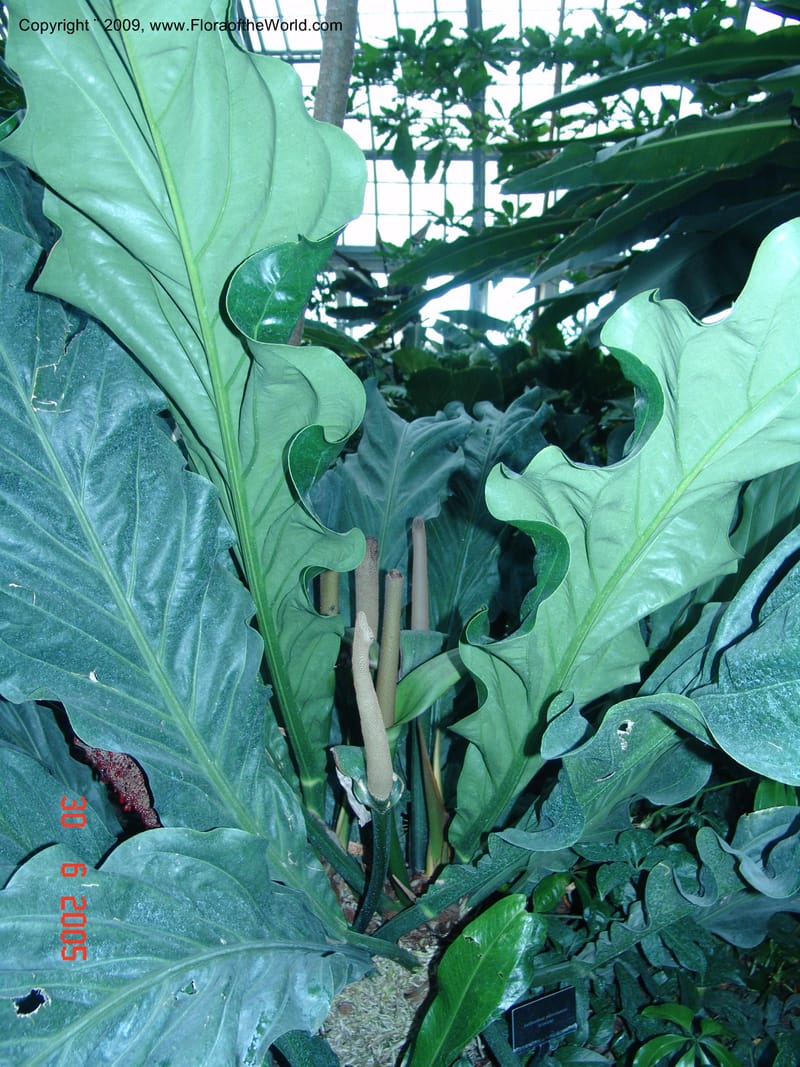 Anthurium plowmanii, Araceae, Chicago-Garfield Conservatory 6-05 076.jpg