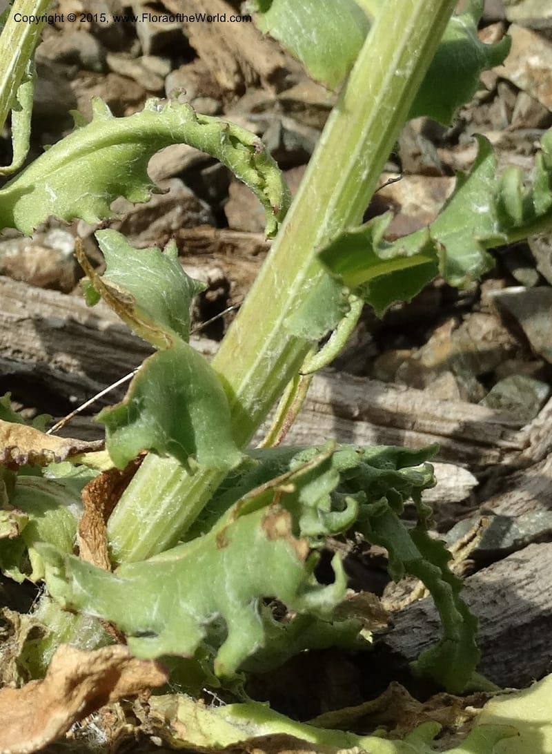 Senecio, Davidson, C 12598--ID. Idaho Co. Seven Devils Camp Ground. 15 Jul 2014. DSC00113 (309).JPG