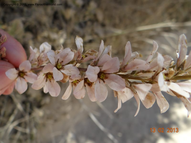 Francoa appendiculata, WDS 34052, Chile, Pichelemu, 13 Feb 2013  DSC07667 (2).JPG