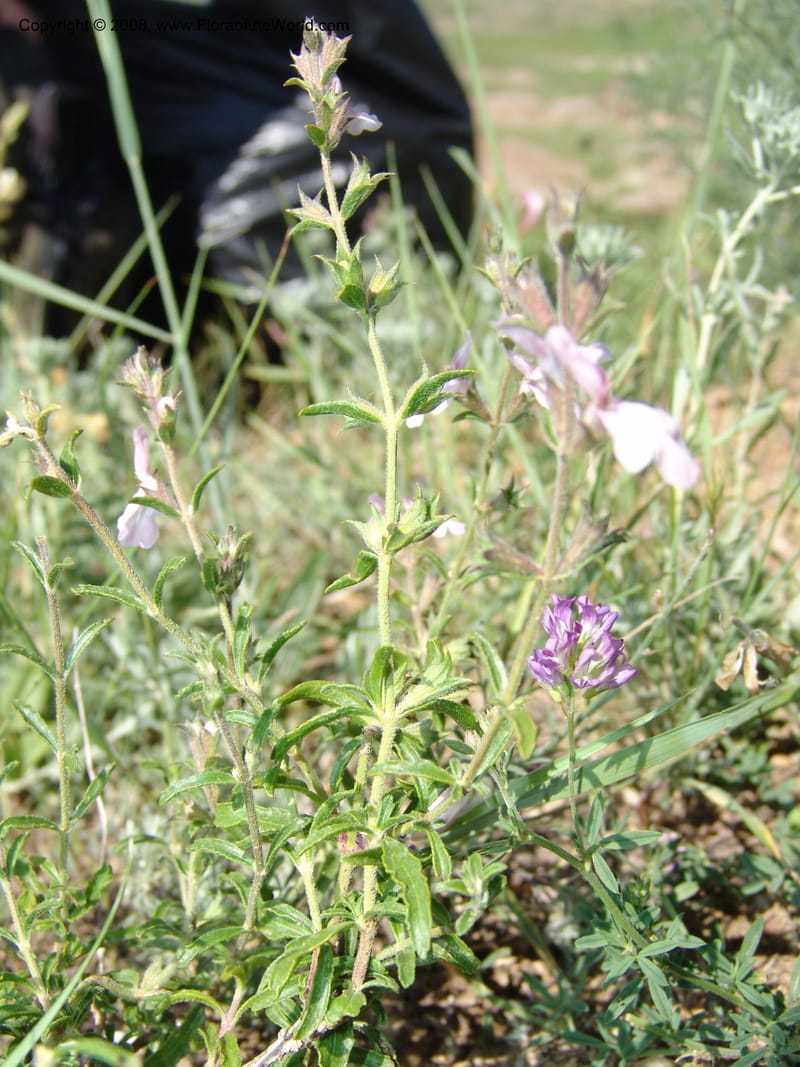 Stachys fruticulosa--Georgia. Gareji Monastery complex, Gareji Steppe. 9  Jun 05. 073.jpg