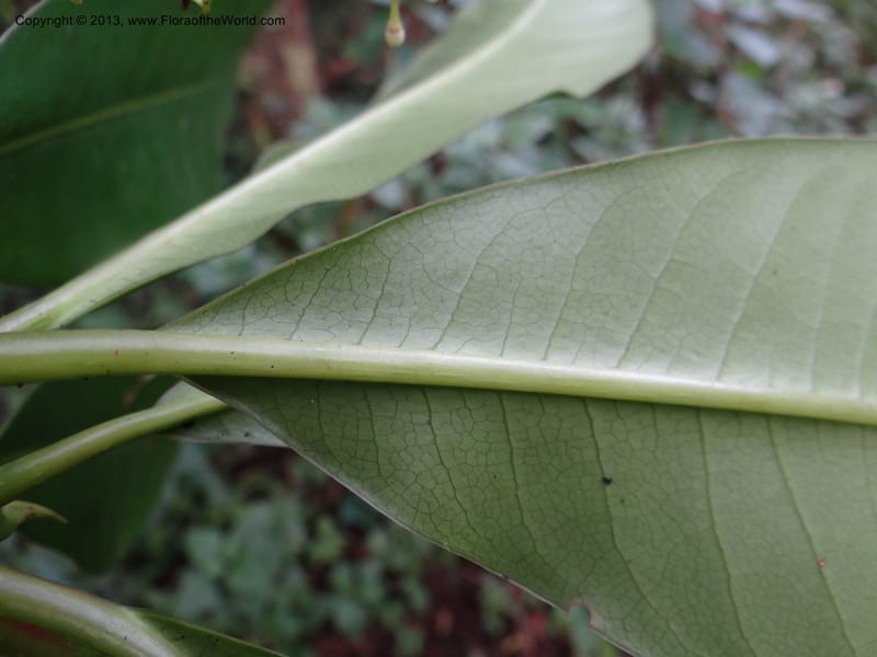 Meliosma simplicifolia, VC 5561--Thailand. Chiang Mai Prov. Doi Pha Hom Pok Nat. Park. 10 Nov 2012. DSC08349 (276).JPG