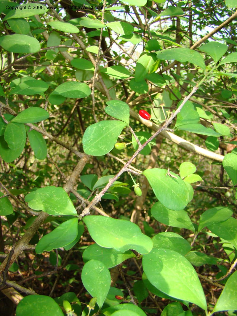 Erythroxylum havanense--Costa Rica. Guanac. Palo Verde Biol. Sta. 6-7 Apr 08. 049.jpg