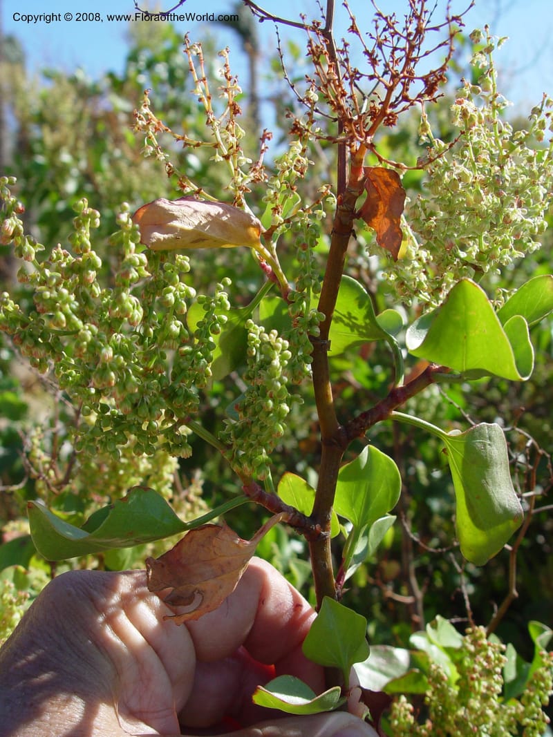 Rumex lunaria--Spain. Barcelona Botanic Garden. 19 Apr 04. 051.jpg