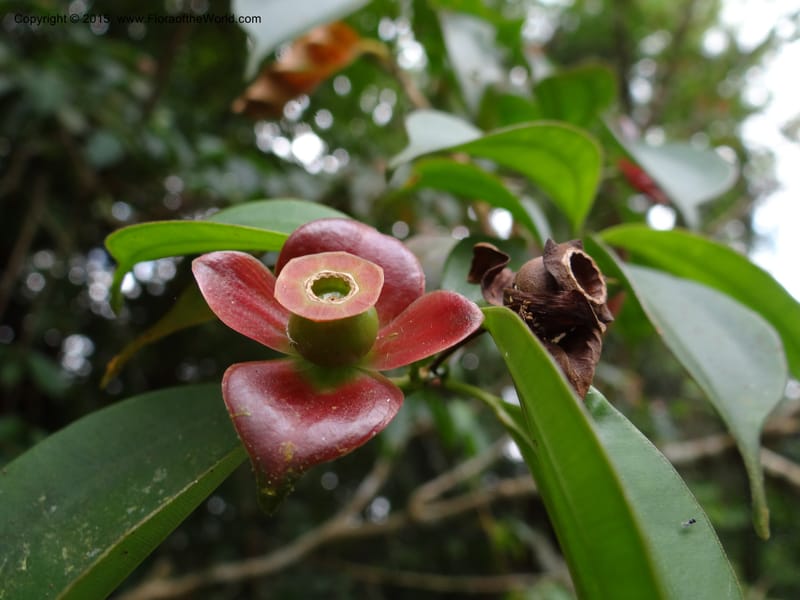 Blakea, Hammel 26104--Costa Rica. Road into Ranchos Tinamu. 3 Mar 2012. DSC03548 (70).JPG