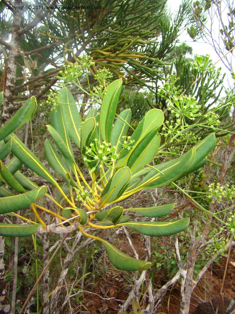 Myodocarpus crassifolius, not coll.--New Caledonia. Pl des Lacs. Ca. Grand Lac. 21 Jan 2010. 293 (246).jpg