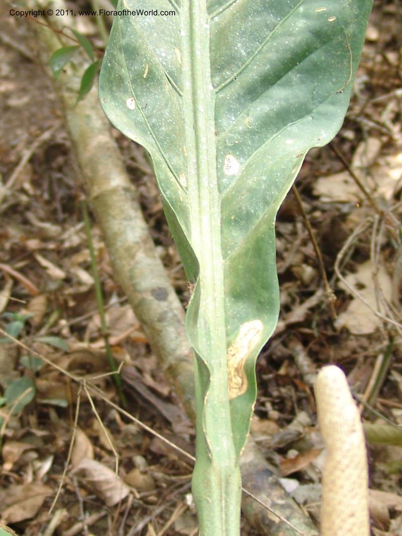 Anthurium plowmanii, AraujoM2908--Bolivia. F. Tamayo. Rio Machariapu. 17 Sep 06. 283 (24).jpg