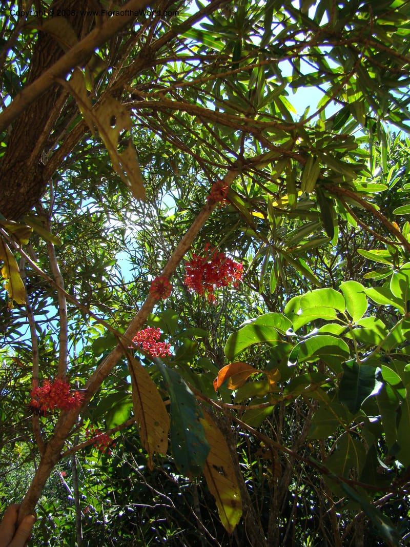 Geissois, JMunzinger4673--N.Caled. Dumbea Dam, Dumbea Riv, S of Noumea. 11 Nov 07. 112.jpg