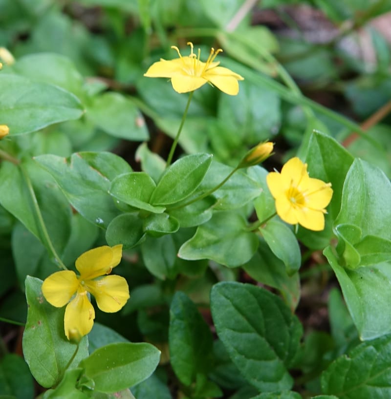 Lysimachia nemorum, Davidson, C 13258--Switzerland. Oberwald. Chapel St. Nikolas. 2 Jul 2016. DSC07728 (533).JPG