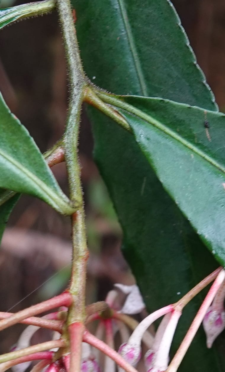 Ardisia virens, D. Boufford 44152--China. Yunnan. Bam Po village. 5 May 2018. DSC02406 (227).JPG
