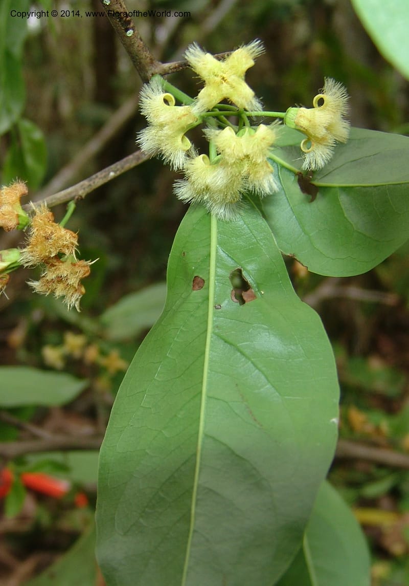 Ximenia americana, Farfan 723--Peru. Edo. Madre de Dios. ACEER Res. Ctr. Pan de Arbol Trail. 19 Oct 05. 352 (2).jpg