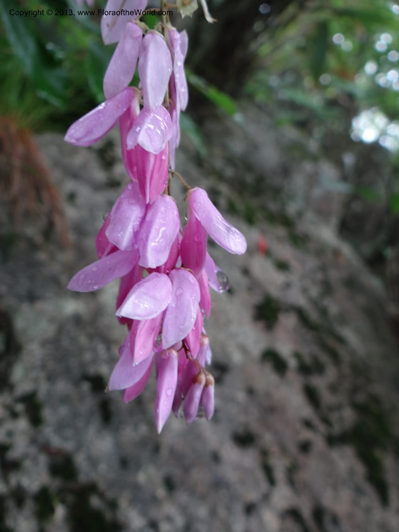 Indigofera fortunei, Davidson, C 11997--China. Zhejiang Prov. Tian Mu Shan. 2 Jun 2012. DSC01554 (236).JPG