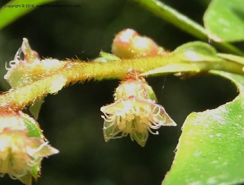 Anisophyllea disticha, Davidson, C 12897--Sabah. Deramakot For. Res. 24 Mar 2015. DSC00089 (100).JPG