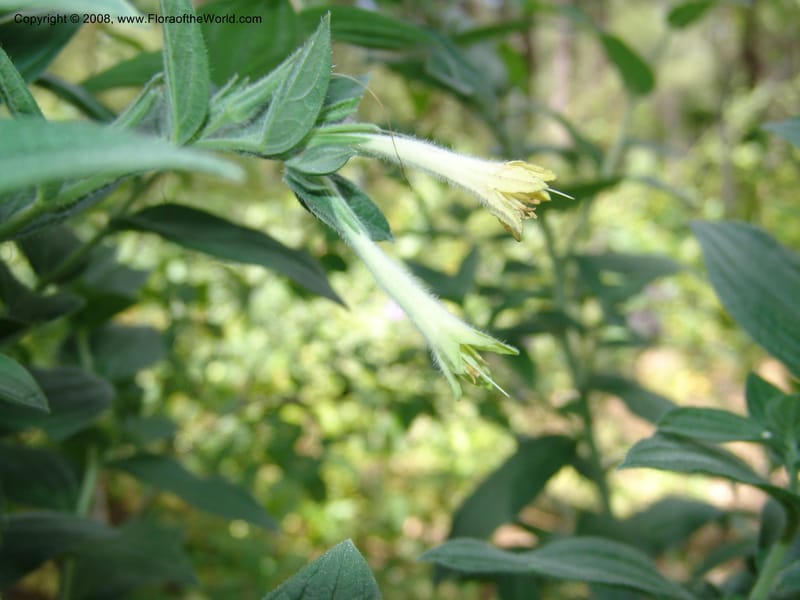 Macromeria viridiflora--AZ. Arboretum at Flagstaff. 3 Sep 04.  094.jpg