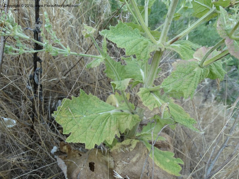 Salvia aethiopis, Davidson, C 12603--ID. Idaho Co. Goff Bridge on Hwy 95 N of Riggins. 16 Jul 2014. DSC00481 (93).JPG