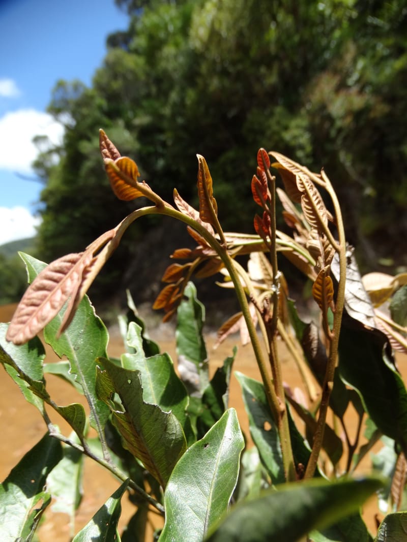Lepidocupania lepidota, Callmander, M 1239--New Caledonia. Mont Dzumac. 12 Nov 2015. DSC01563 (371).JPG