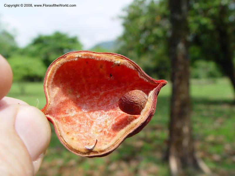 Sterculia tragacantha--Cameroon. Limbe Botanic Garden. 4 Dec 03. 198.jpg