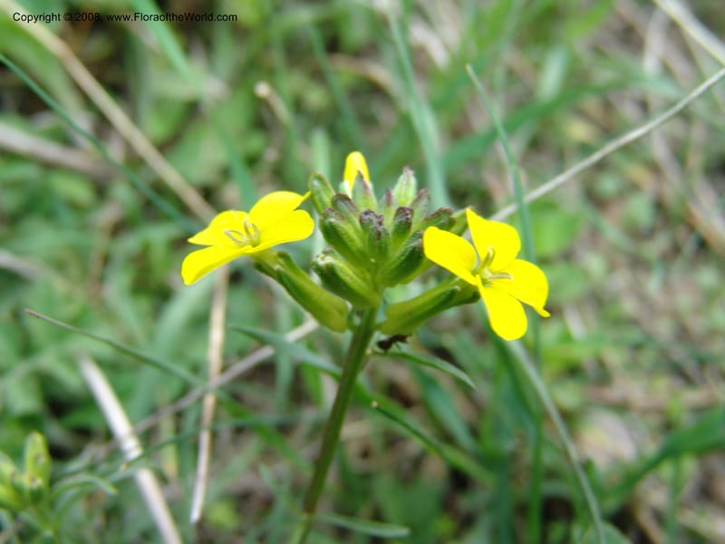 Erysimum ibericum--Georgia. Kazbeki . Trail-road to Sameba Church. 2 Jun 05. 109.jpg