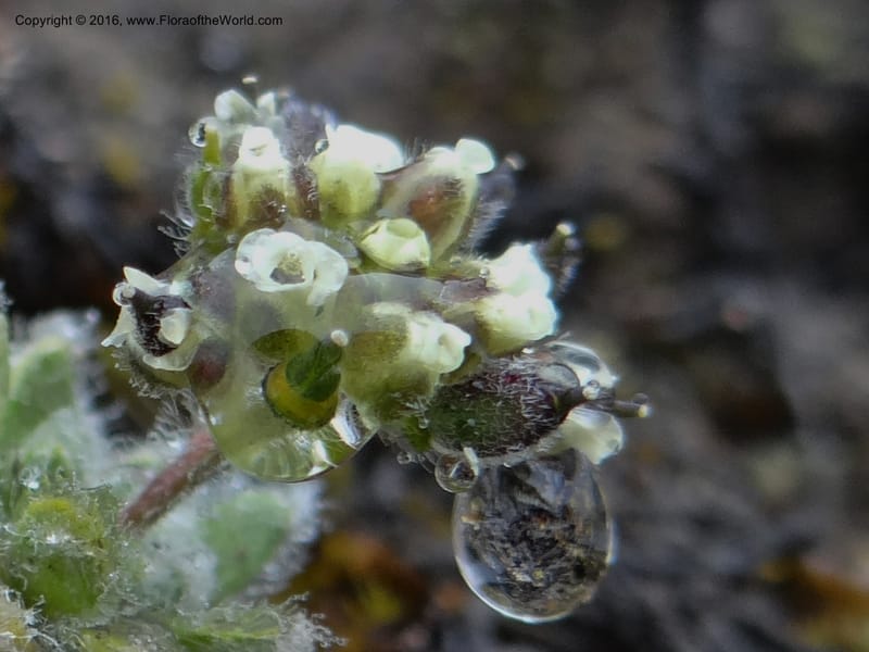 Draba, Ulloa, C 2414--Ecuador. Pichincha. Nevado Cayambe. 6 Oct 2012. DSC07236 (116).JPG