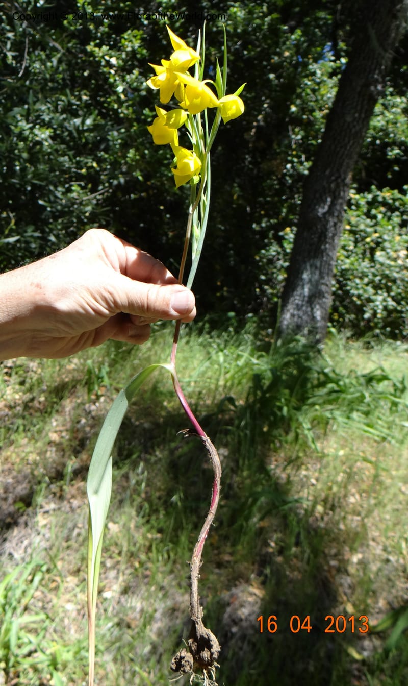 Calochortus amabilis, Davidson, C 12123--USA, California, Napa Co. 16 Apr 2013  9999 (1).JPG