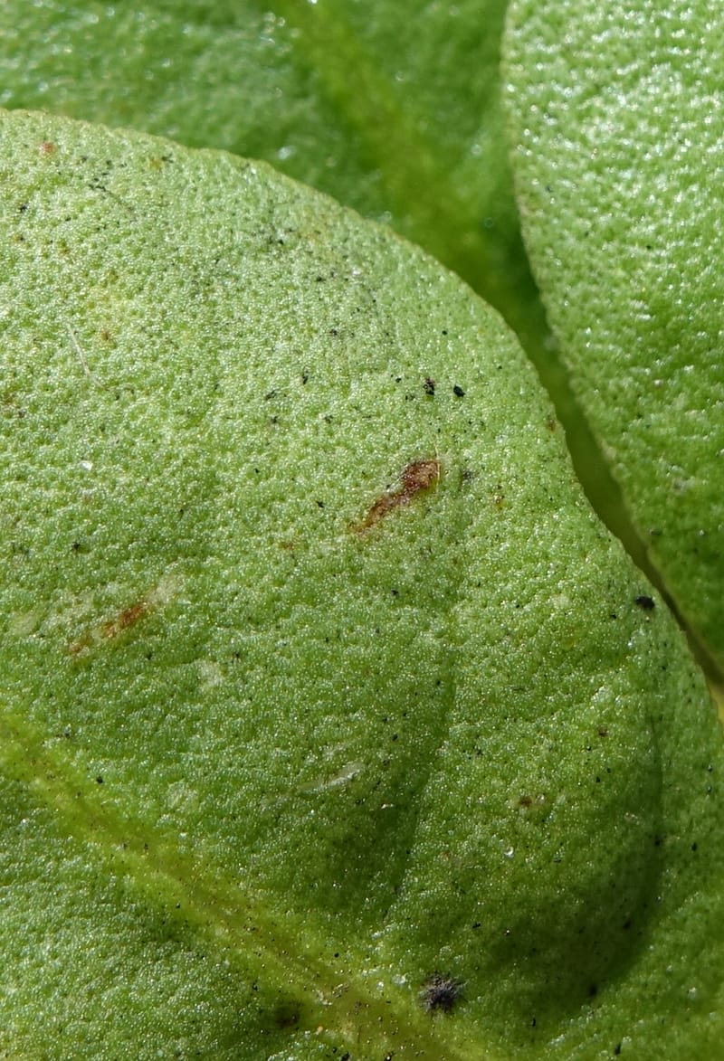Anthocercis viscosa, Davidson, C 13498--Australia. W. A. Two People's Bay Nat. Res. 29 Oct 2016. DSC06475 (136).JPG