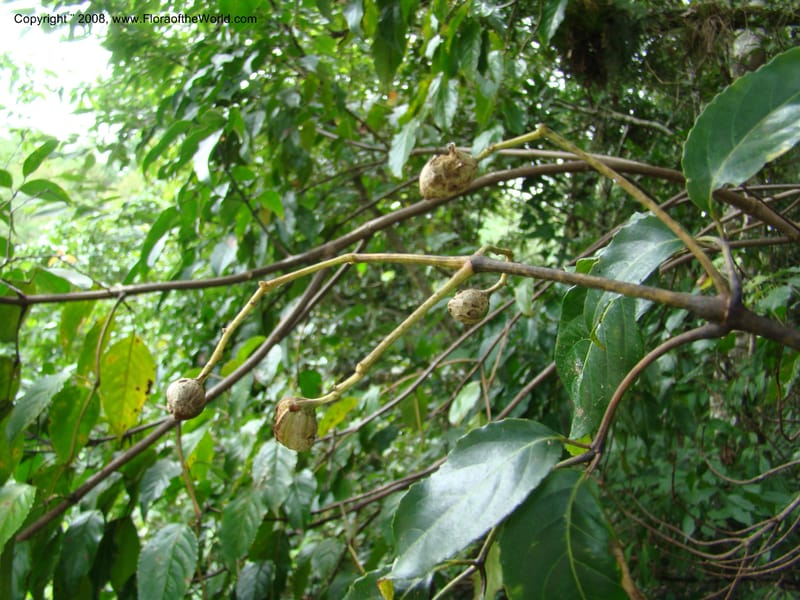 Turpinia occidentalis, NMartinezM2410--MX. Chiapas. Cta. Guapilla-Tapalapa. 13 Sep 08. 183.jpg