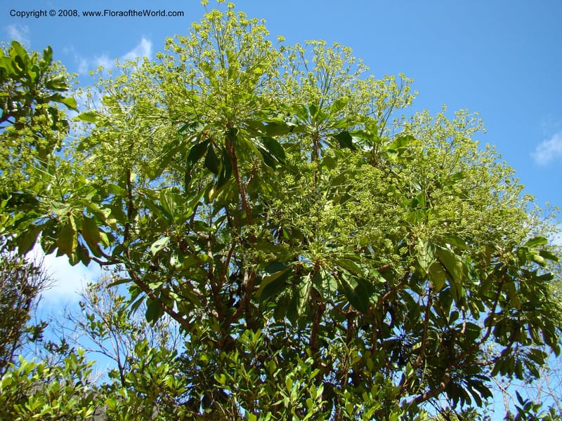 Myodocarpus involucratus, PLowry6878--N.Caled. Dumbea Dam in Dumbea Riv, S of Noumea. 11 Nov 07. 014.jpg
