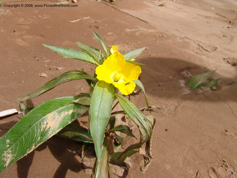 Ludwigia elegans, AAraujoM1540--Bolivia. P. Nac. Madidi. Chalalan. Margin Rio Tuichi. 25 Nov 04. 017.jpg