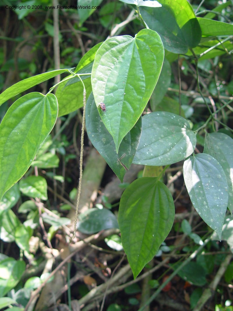 Piper guineense--Ghana. Aburi Botanic Garden. 11 Dec 03. 343.jpg