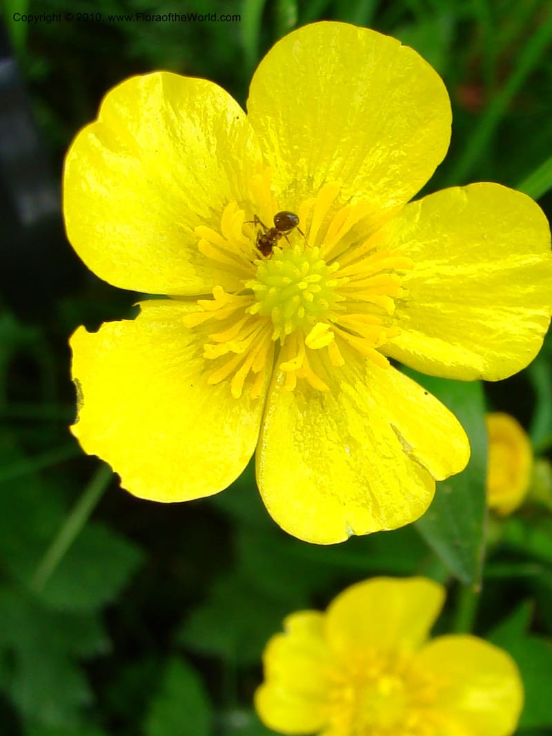 Ranunculus, C. Davidson 11201--Slovenia, Notranjska Region, Meadow near Planina and Unica River, 16 May 2008. 049 (1).jpg