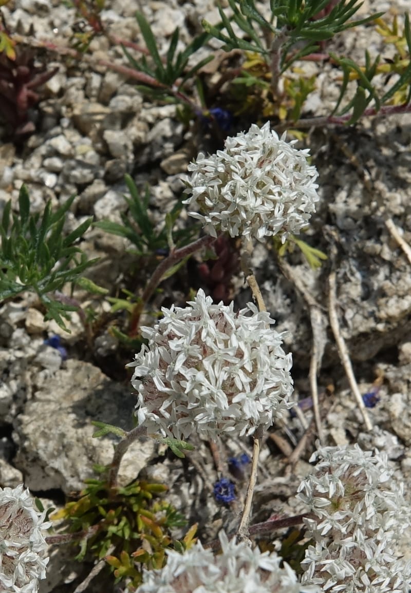 Ipomopsis congesta subsp. viridis, C. Davidson 13714--ID. Boise Co. Scott Mtn. L.O. rd. 15 July 2017. DSC03279 (91).JPG