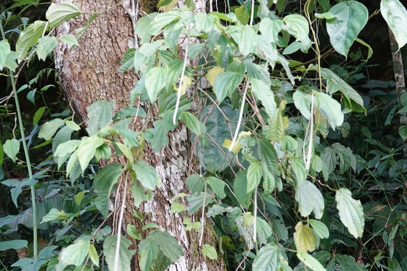 Piper bonii, D. Boufford 44107--China. Yunnan. Lao jun Shan. 30 Apr 2018. DSC00424 (379).JPG