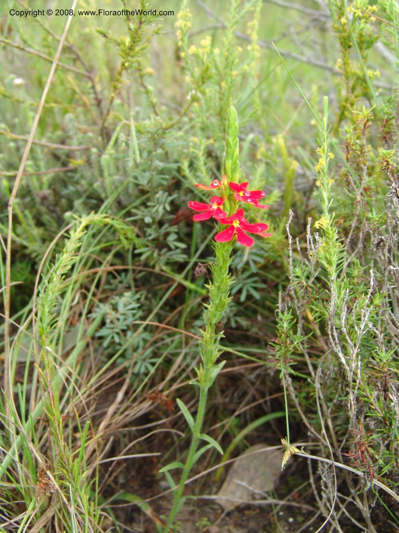 Striga elegans--So.Africa. E. Cape. Trappes Valley. 7 Mch 05. 038.jpg