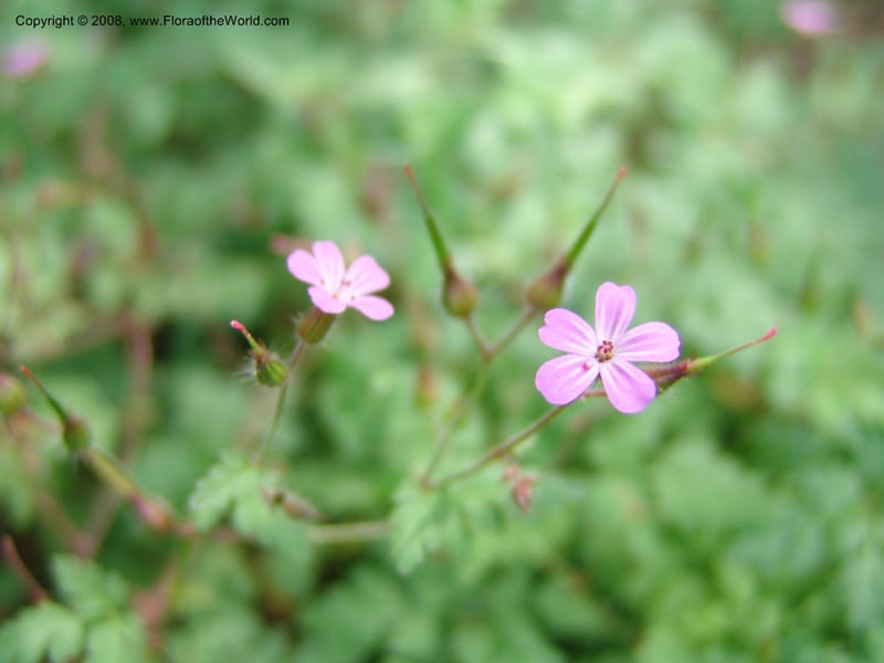 Geranium robertianum--AZ. Arboretum at Flagstaff. 3 Sep 04. 088.jpg