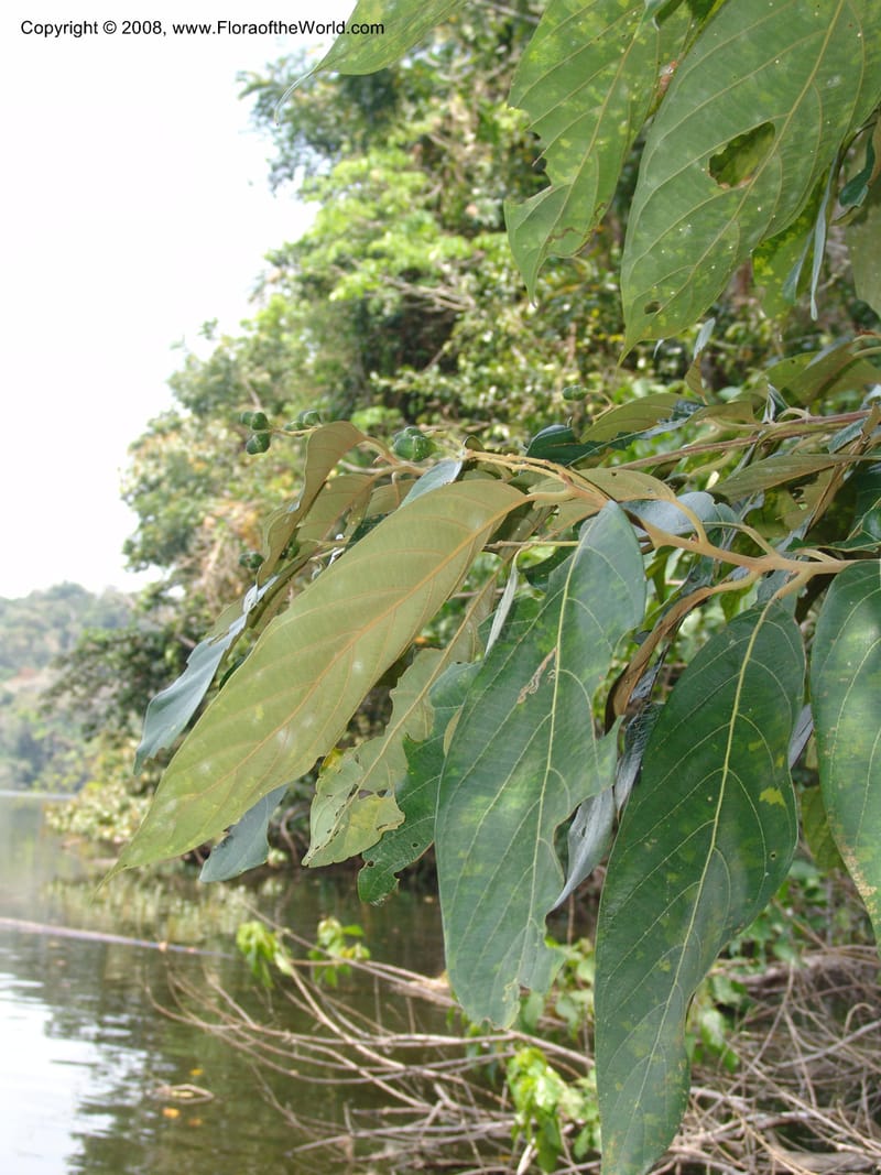 Nectandra, AAraujoM3051--Bolivia.  Pq. Nal. Madidi. Margin of Laguna Chalalan. 23 Sep 06. 396.jpg