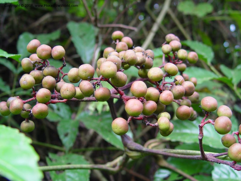 Leea guineensis--Cameroon. Mt. Cameroon. 6 Dec 03. 102.jpg