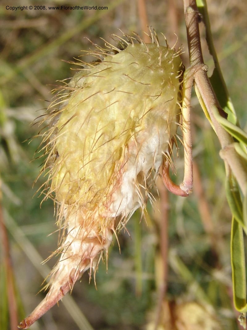 Gomphocarpus fruticosus--So.Africa. E. Cape. Joubert's Pass, SE of Lady Gray. 9 Mch 05. 209.jpg