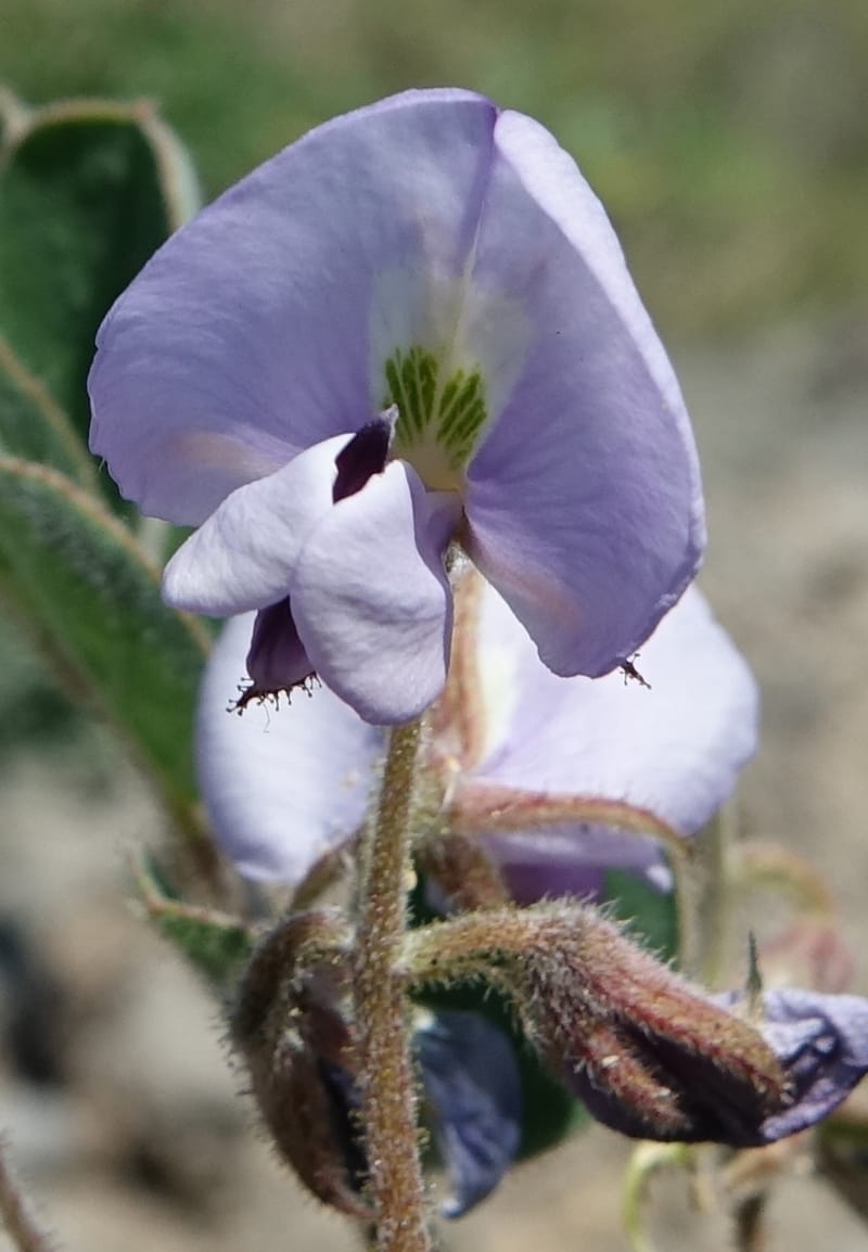 Poissonia heterantha, Fortunato 13088--Argentina. Hwy 150 W of Jachal. 5 Feb 2018. DSC08346 (34).JPG