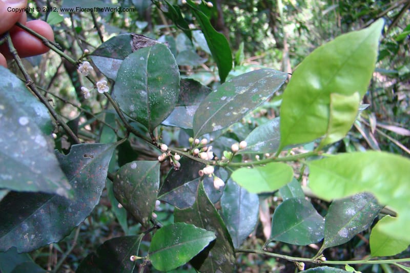 Ilex, Regalado 1765--Viet Nam. Thua Thien Hue Prov. Phu Loc Distr. Bach Ma. 13Apr 09. 635.jpg