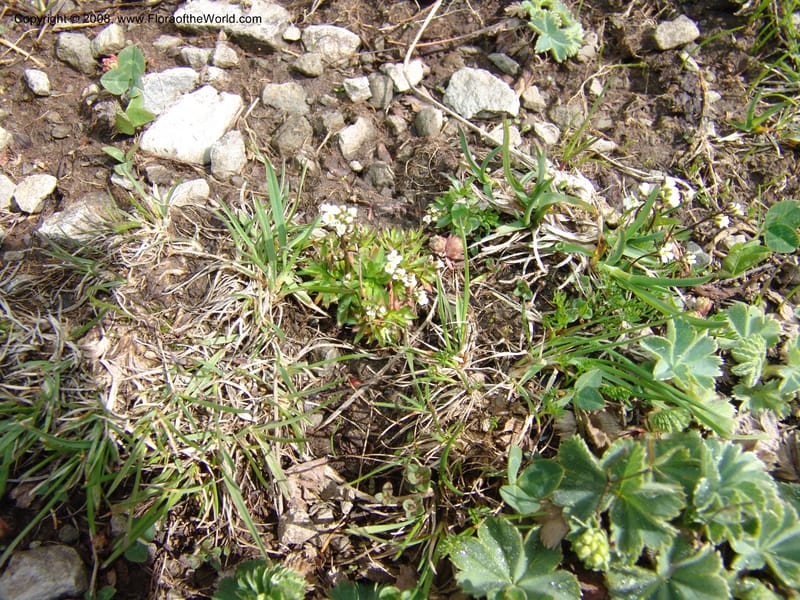 Draba siliquosa--Georgia. Vic. of Tskhrats'karo Pass. 7 Jun 05. 070.jpg