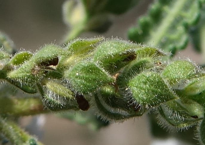 Aloysia castellanosii, Fortunato 13147--Argentina. Hwy 150, S of Ischigualasto. 7 Feb 2018. DSC09263 (59).JPG