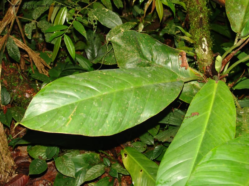 Philodendron, RVasquez31562--Peru. Prov. Oxa. Estac. Paujil. Send. El Mirador. 16 Oct 06. 517.jpg