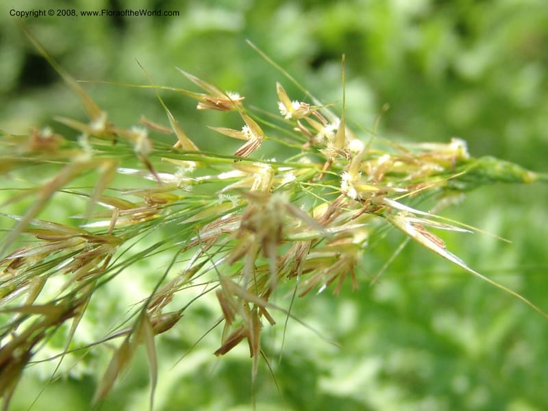 Stipa calamagrostis, S.43.1786--France. Paris. Jardin des Plantes. 4 Sep 07. 325.jpg