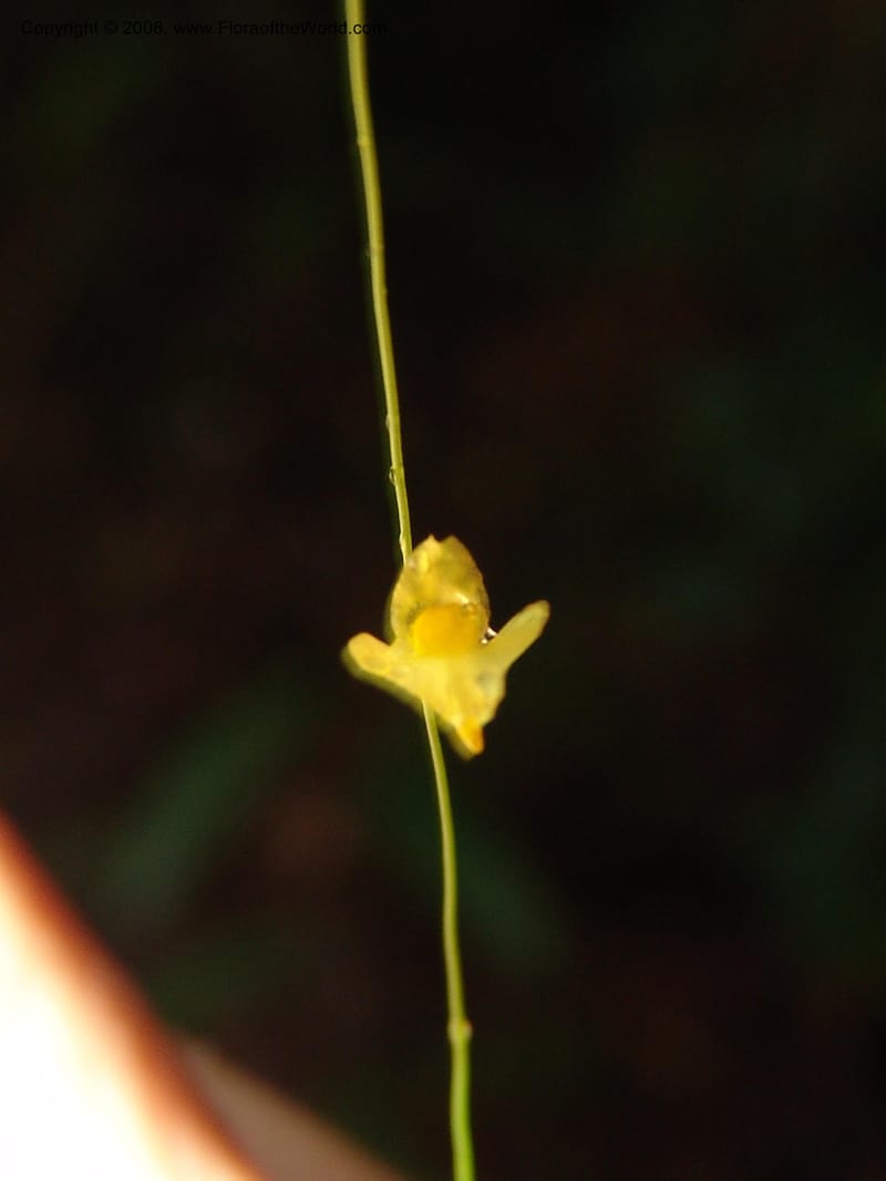Utricularia subulata, GWalters1646--Gabon. Prv. Estuaire. Mondah For. 16 Apr 06. 092.jpg