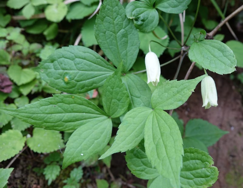 Clematis--Japan. Niigata. Miyoko-Togakushi N. P. Tsubame. 25 May 2016. DSC04209 (142).JPG