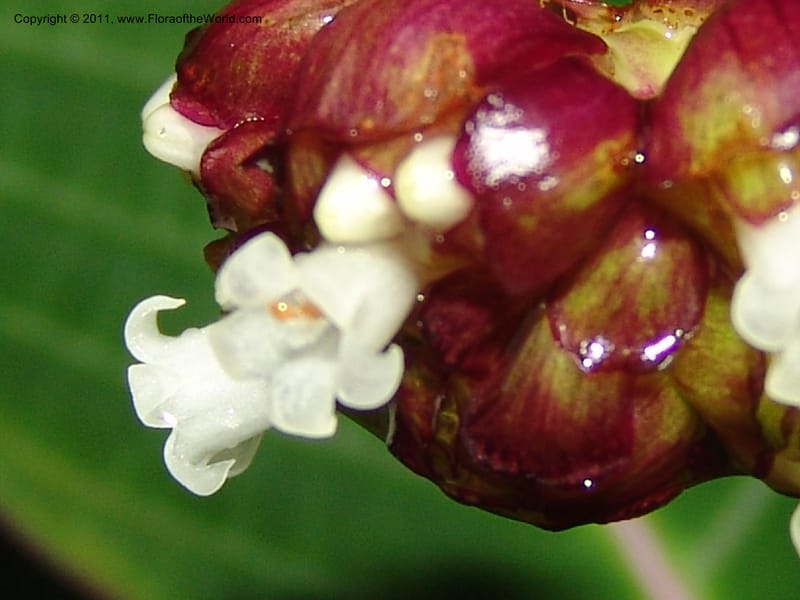 Psychotria oinochrophylla, RVasquez 31535--Peru. Prov. Oxa. Estac. Paujil. Send. El Mirador. 16 Oct 06. 305 (19).jpg