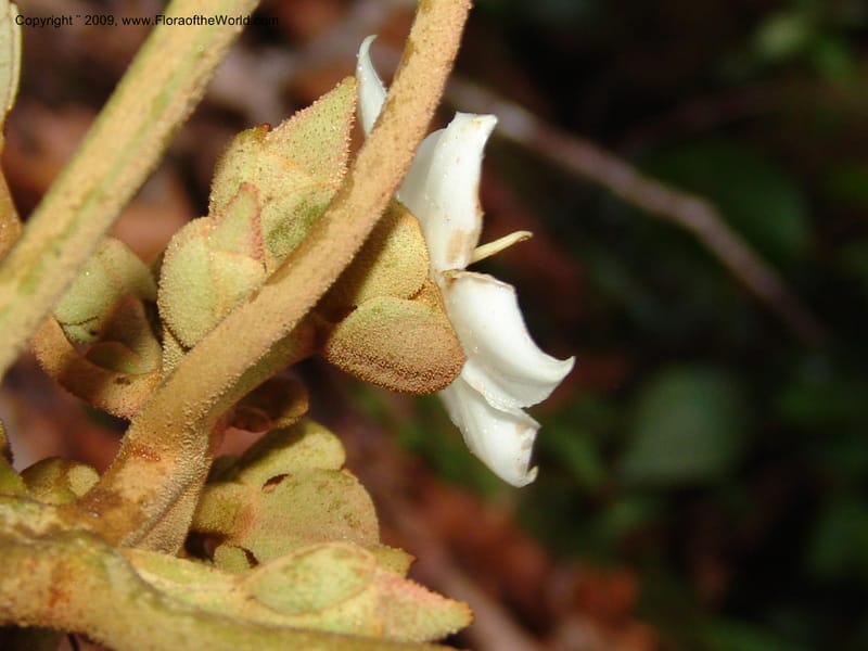 Blakea, DNeill15917--Ecuador. Prv. Zam. Ch. C del Condor. Wawaime plot. 22 Sep 07. 435.jpg